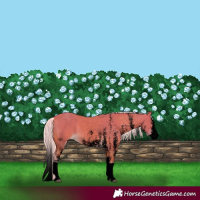 Horse Color:Void Watercolor White Spotted Palomino Splash