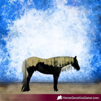 Horse Color:Void Watercolor White Spotted Palomino Splash