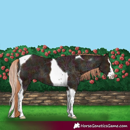 Horse Color:Midnight Chestnut Ice Sabino Splash Tobiano 
