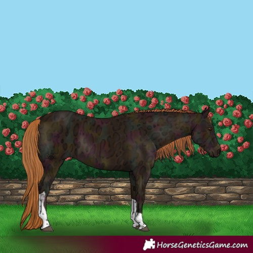 Horse Color:Midnight Chestnut Ice Tobiano 