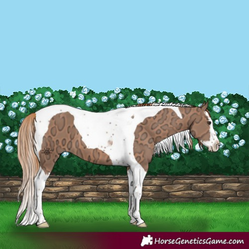 Horse Color:Chestnut Ice Splash Tobiano 