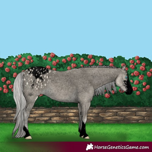 Horse Color:Void Cremello Sabino Appaloosa 