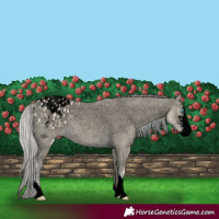 Horse Color:Void Cremello Sabino Blanket 