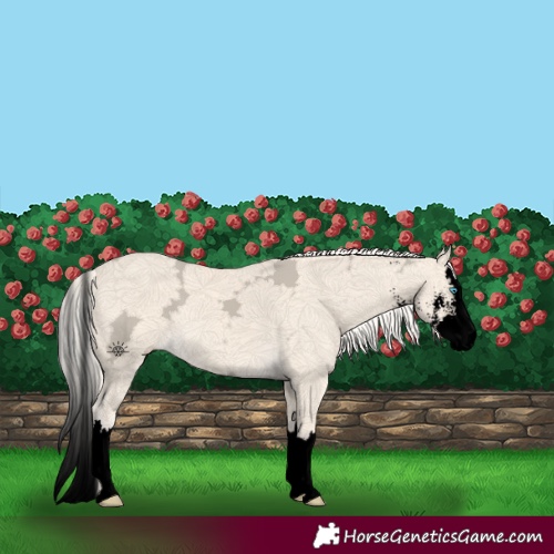 Horse Color:Void Cremello Ice Sabino Splash