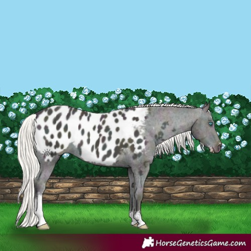 Horse Color:Midnight Cremello Ice Sabino Appaloosa 