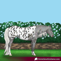 Horse Color:Midnight Cremello Ice Sabino Appaloosa