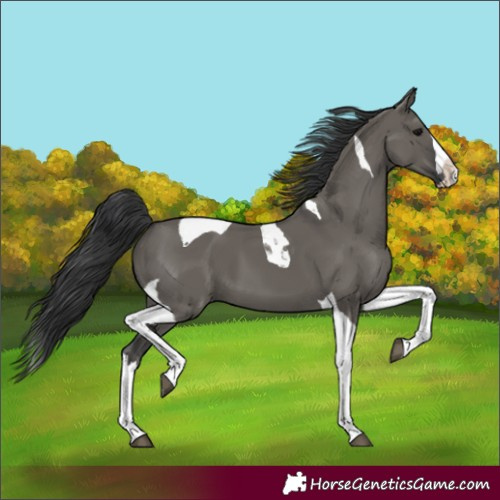 Horse Color:Grullo Splash Tobiano