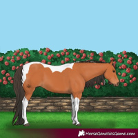 Horse Color:Bay Tobiano 