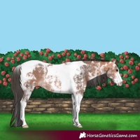 Horse Color:Bay Sabino Tobiano Rabicano 
