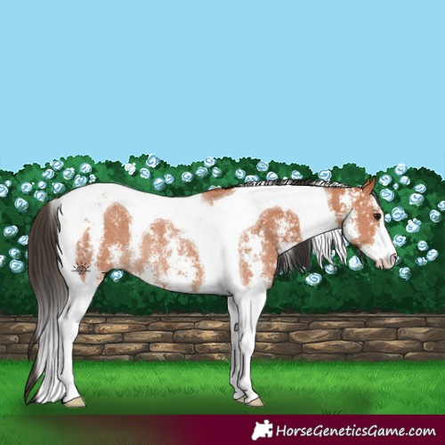 Horse Color:Bay Sabino Tobiano Rabicano 