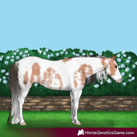 Horse Color:Bay Sabino Tobiano Rabicano