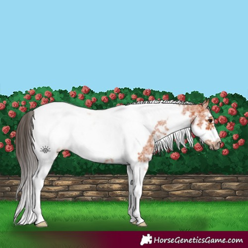 Horse Color:Bay Sabino Tobiano Frame 