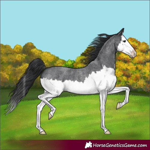 Horse Color:Blue Roan Splash 