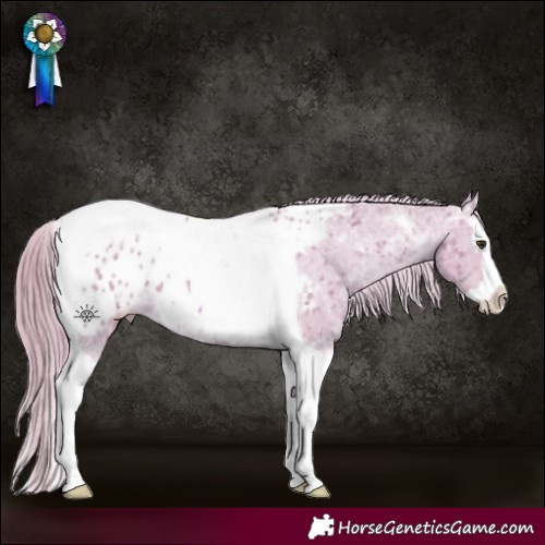 Horse Color:Watercolor Chestnut Ice Splash Tobiano Appaloosa 
