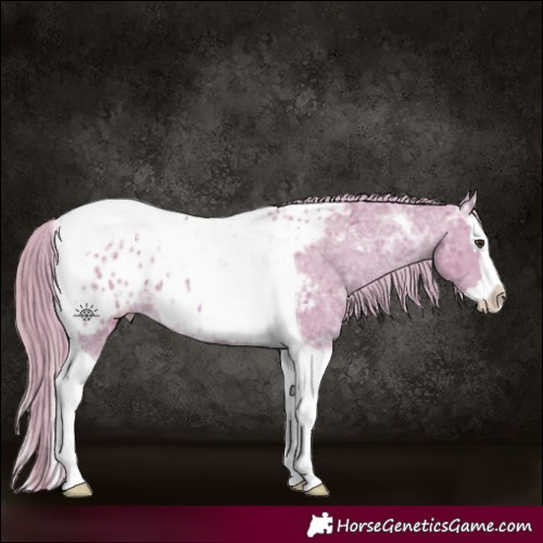 Horse Color:Watercolor Chestnut Ice Splash Tobiano Appaloosa 