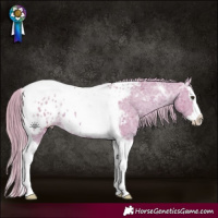 Horse Color:Watercolor Chestnut Ice Splash Tobiano Appaloosa 