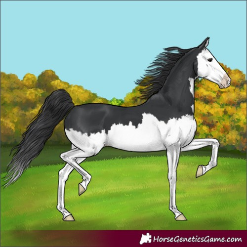 Horse Color:Black Splash 