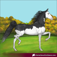 Horse Color:Black Splash
