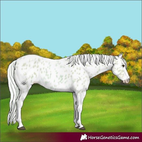 Horse Color:Watercolor Palomino Ice Splash Tobiano Appaloosa 