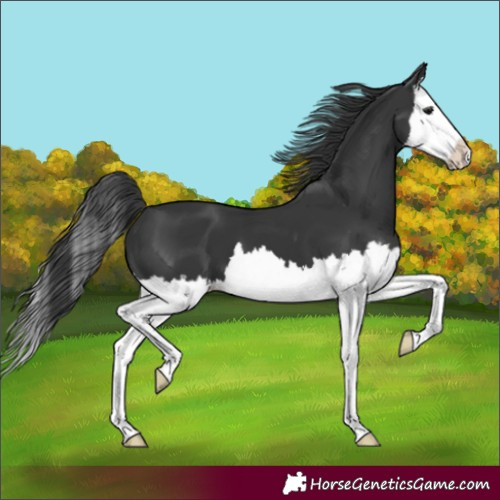 Horse Color:Black Splash 