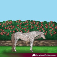 Horse Color:Liver Chestnut Ice Tobiano 