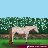 Horse Color:Chestnut Ice 