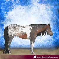 Horse Color:Brown Ice Tobiano