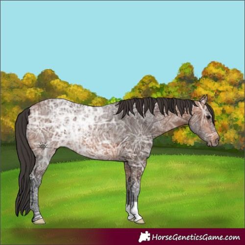 Horse Color:Bay Ice 