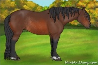 Horse Color:Bay Rabicano 