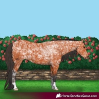 Horse Color:Bay Ice 