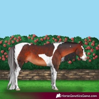 Horse Color:Brown Splash Tobiano