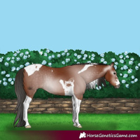 Horse Color:Gray Bay Tobiano 