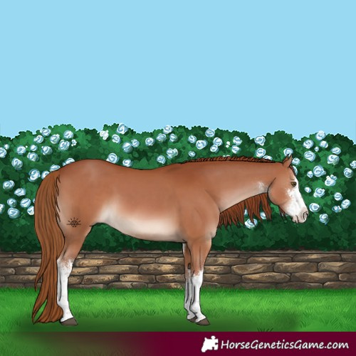 Horse Color:White Spotted Chestnut  and White Spotted Chestnut 