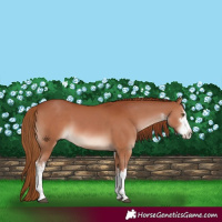 Horse Color:White Spotted Chestnut  and White Spotted Chestnut 