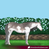 Horse Color:Platinum Bay Splash 