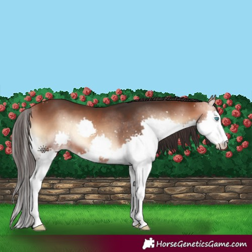 Horse Color:Bay Onyx Splash 