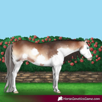 Horse Color:Bay Onyx Splash