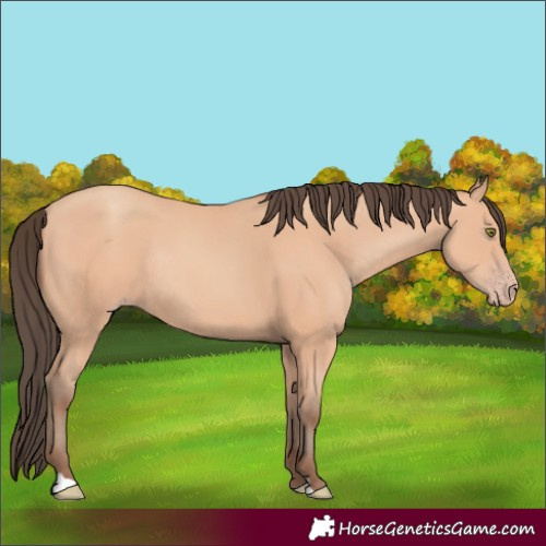 Horse Color:Amber Champagne Rabicano 
