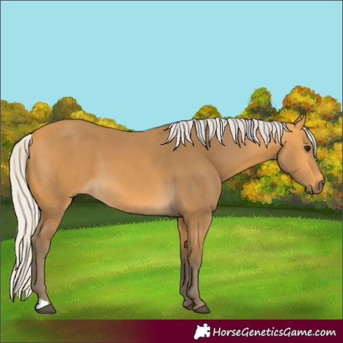Horse Color:Silver Buckskin 
