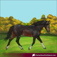 Horse Color:Gray Brown Tobiano