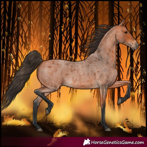 Horse Color:Bay Roan 