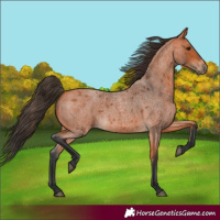 Horse Color:Bay Roan 