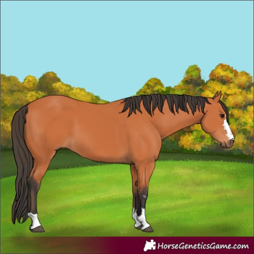 Horse Color:Bay 