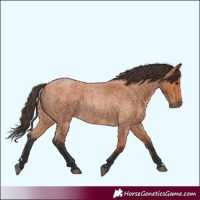 Horse Color:Bay Roan 
