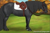 Horse Color:Black Rabicano 