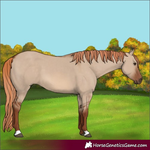 Horse Color:Red Dun 