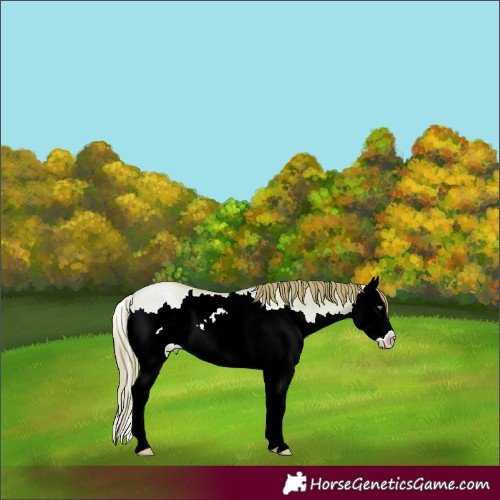 Horse Color:Watercolor Red Dun Pearl Splash 