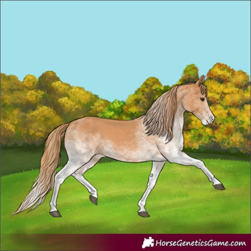 Horse Color:Unknown 
