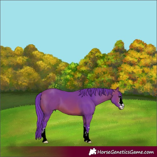 Horse Color:Watercolor Bay 