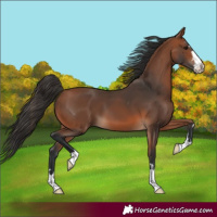 Horse Color:Bay 